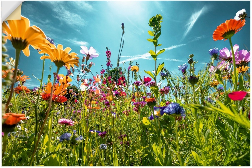 Artland Wandbild »Buntes Blumenfeld«, Blumenwiese, (1 St.), in vielen Grössen & Produktarten - Alubild / Outdoorbild für den Aussenbereich, Leinwandbild, Poster, Wandaufkleber / Wandtattoo auch für Badezimmer geeignet