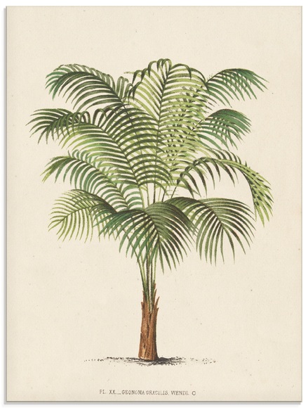 Artland Glasbild »Palme II«