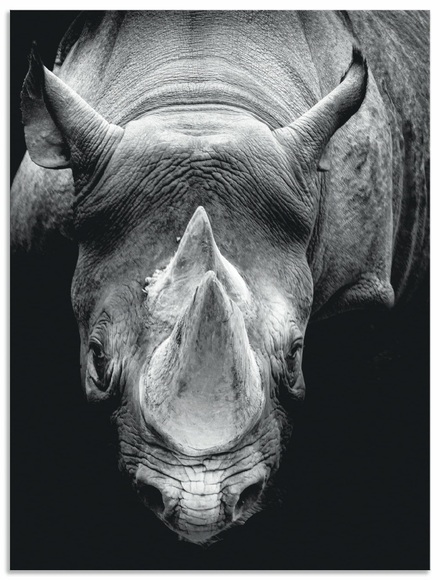 Artland Wandbild »Das Nashorn«, Wildtiere, (1 St.), in vielen Grössen & Produktarten - Alubild / Outdoorbild für den Aussenbereich, Leinwandbild, Poster, Wandaufkleber / Wandtattoo auch für Badezimmer geeignet