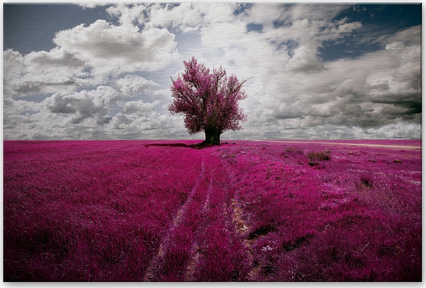 Home affaire Alu-Dibond-Druck »The Lonely Tree«