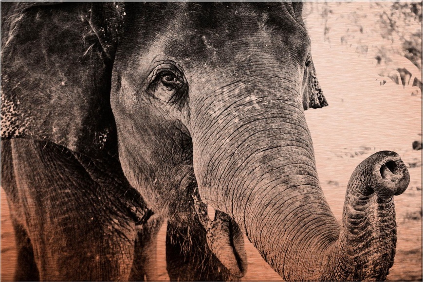 Alu-Dibond-Druck »Indian Elephant«