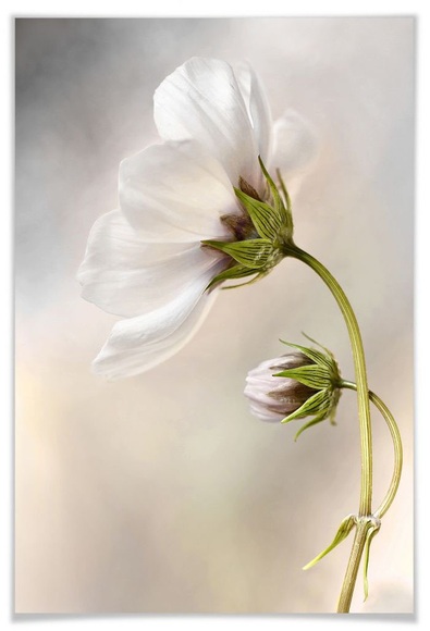 Wall-Art Poster »Cosmos«, Schriftzug, (1 St.)