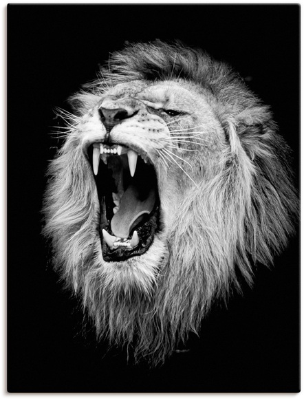 Artland Wandbild »Der Löwe«, Wildtiere, (1 St.), in vielen Grössen & Produktarten - Alubild / Outdoorbild für den Aussenbereich, Leinwandbild, Poster, Wandaufkleber / Wandtattoo auch für Badezimmer geeignet