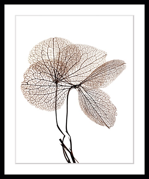 queence Bild »Annabell«, Blumen, Blumen, gerahmt