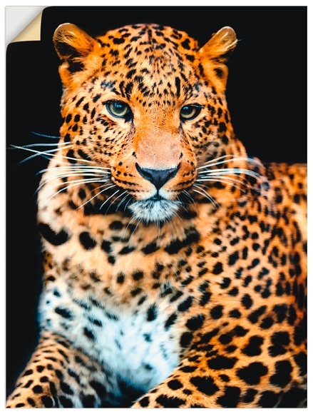 Artland Wandbild »Wütender wilder Leopard«