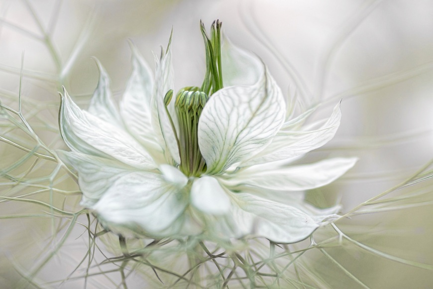 Papermoon Fototapete »Photo-Art MANDY DISHER, NIGELLA«, Vliestapete, hochwertiger Digitaldruck, inklusive Kleister