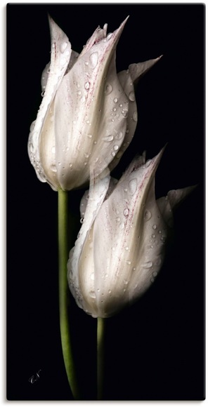 Artland Wandbild »Weisse Tulpen in der Nacht«, Blumenbilder, (1 St.), in vielen Grössen & Produktarten - Alubild / Outdoorbild für den Aussenbereich, Leinwandbild, Poster, Wandaufkleber / Wandtattoo auch für Badezimmer geeignet