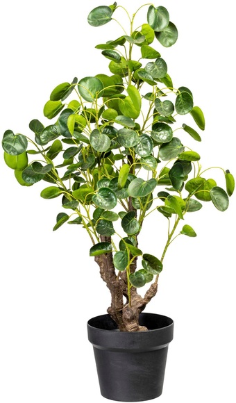 Creativ green Künstliche Zimmerpflanze »Dracaena draco«, (1 St.), im Topf
