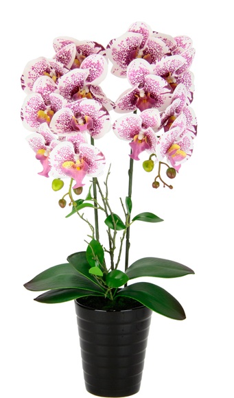 Orchidee im Topf Weiß
