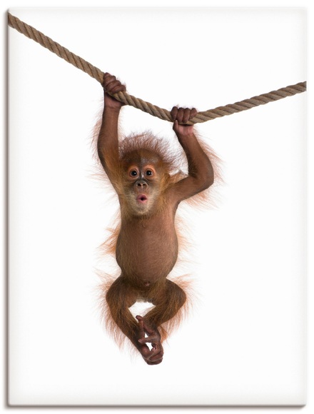 Artland Wandbild »Baby Orang Utan hängt an Seil II«