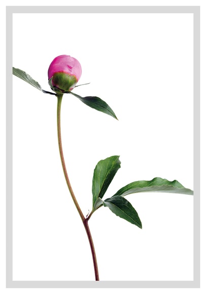 queence Bild »Manuel«, Blumen, gerahmt, Rosen