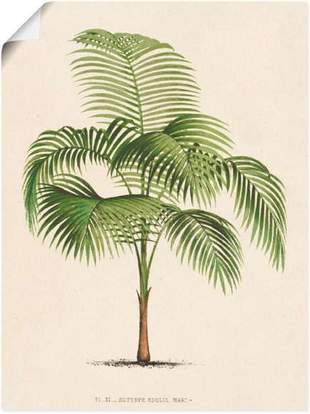 Artland Wandbild »Palme I«