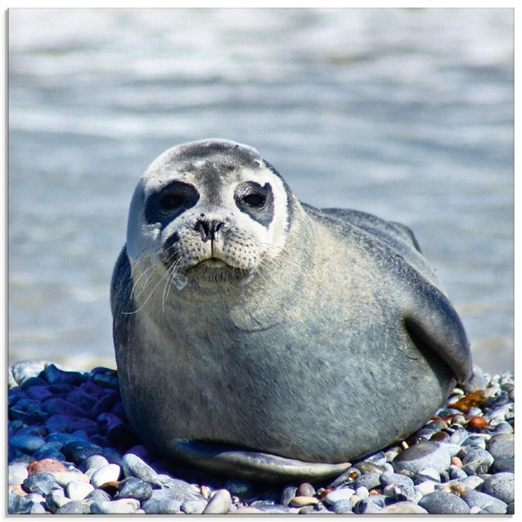 Artland Glasbild »Robbe am Strand von Helgoland«