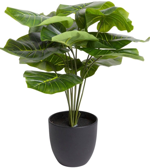 Botanic-Haus Künstliche Zimmerpflanze »Alocasia«