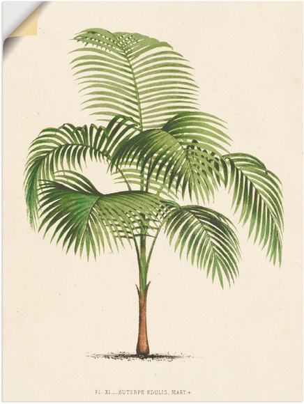 Artland Wandbild »Palme I«