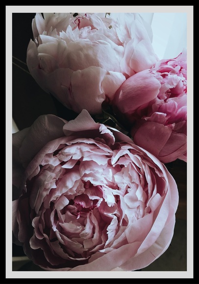 queence Bild »Ursula«, Blumen, Rosen, gerahmt