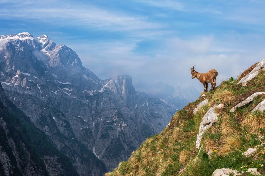Papermoon Fototapete »Photo-Art ALES KRIVEC, ALPINE IBEX IN DEN BERGEN«, Vliestapete, hochwertiger Digitaldruck, inklusive Kleister