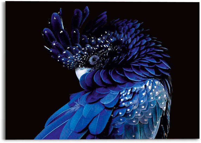 Platinum Acrylglasbild »Blauer Papagei«