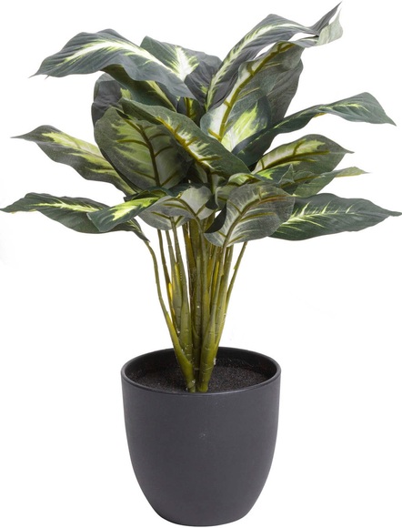 Botanic-Haus Künstliche Zimmerpflanze »Dieffenbachia«