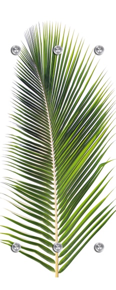 QUEENCE Handtuchhalter »Palme«, Wandgarderobe mit 6 Haken, 50 x 125 cm