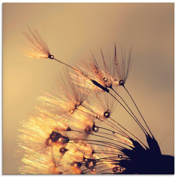 Artland Glasbild »Pusteblume Goldfarbenene Schirmchen«
