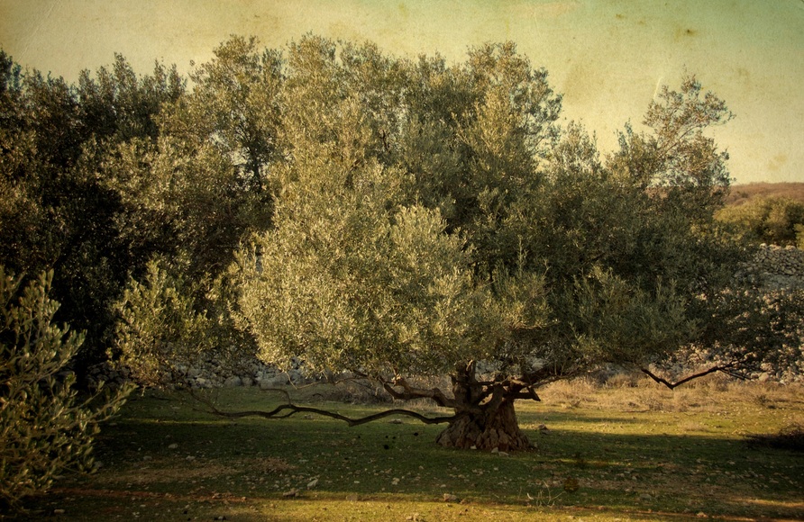 Papermoon Fototapete »BÄUME-NATUR LANDSCHAFT WALD BAUM PFLANZEN WANDBILD XXL«, Vliestapete, hochwertiger Digitaldruck, inklusive Kleister