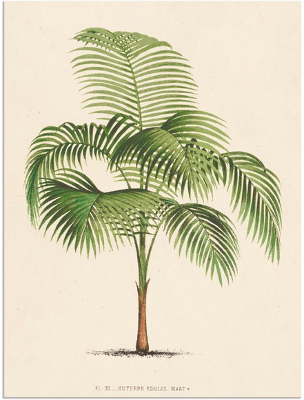 Artland Wandbild »Palme I«