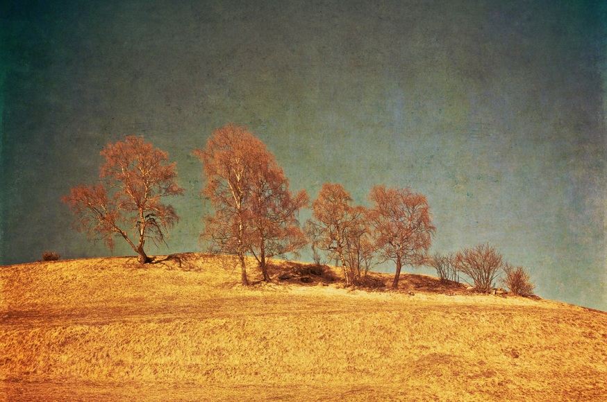Papermoon Fototapete »BÄUME-VINTAGE NATUR LANDSCHAFT HERBST WALD WANDBILD XXL«, Vliestapete, hochwertiger Digitaldruck, inklusive Kleister