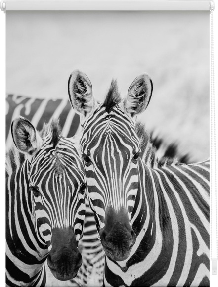 Seitenzugrollo, Lichtblick, »Zebra«, Klemmfix, Kettenzug, Lichtschutz, Fixmass, ohne Bohren