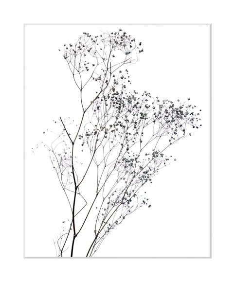 queence Bild »Dana«, Blumen, gerahmt, Blumen