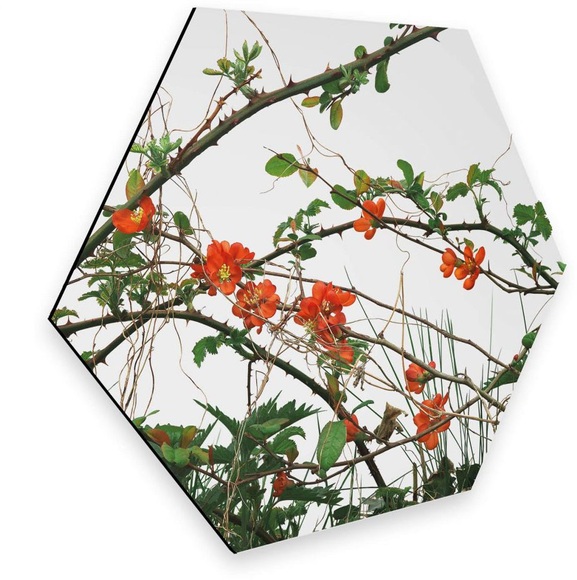 Wall-Art Metallbild »Quittenblüte Blumen Wandbild«