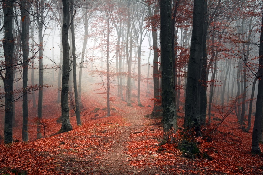 queence Leinwandbild »Herbstwald«, Bäume-Baumbilder, (1 St.), Akustikbild mit sehr guten Schallabsorptions-Eigenschaften