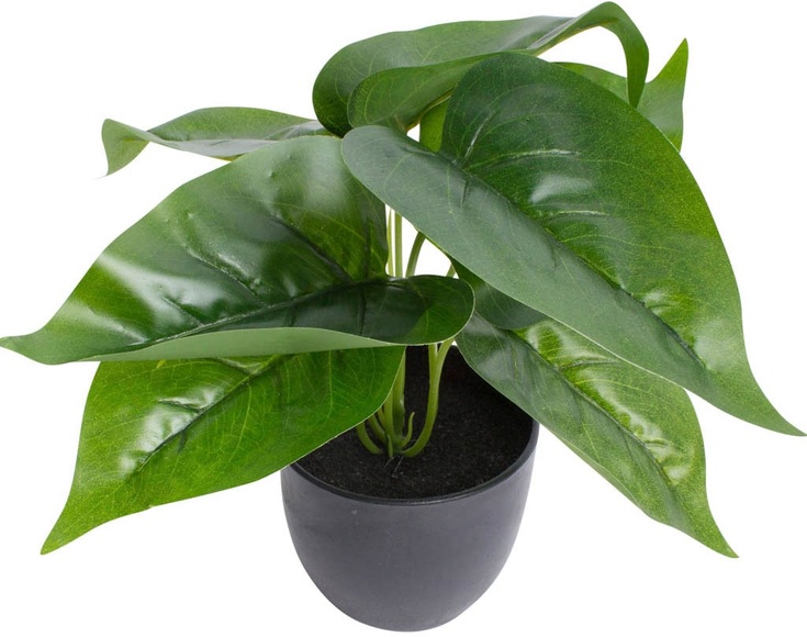 Botanic-Haus Künstliche Zimmerpflanze »Philodendron«, (1 St.)