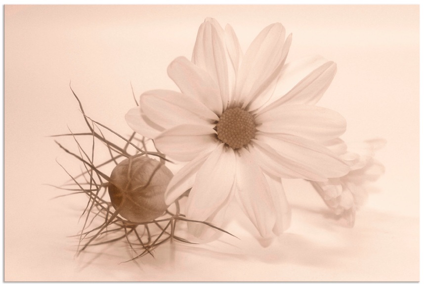 Artland Wandbild »Chrysantheme«