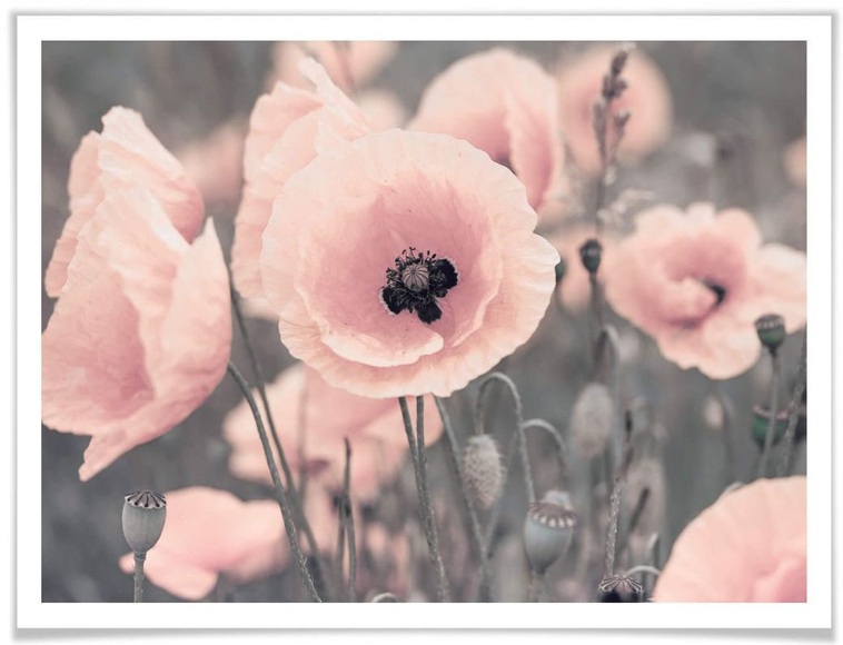 Wall-Art Poster »Rosa Mohnblume«, Blumen, (1 St.)
