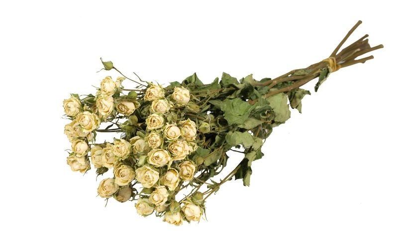 Anjel Trockenblumen in Kartonbox Rosen, Weiss