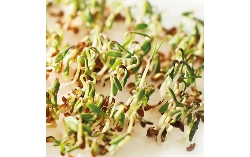 Gusta Garden Samen Microgreens Kresse HARRY HERBS