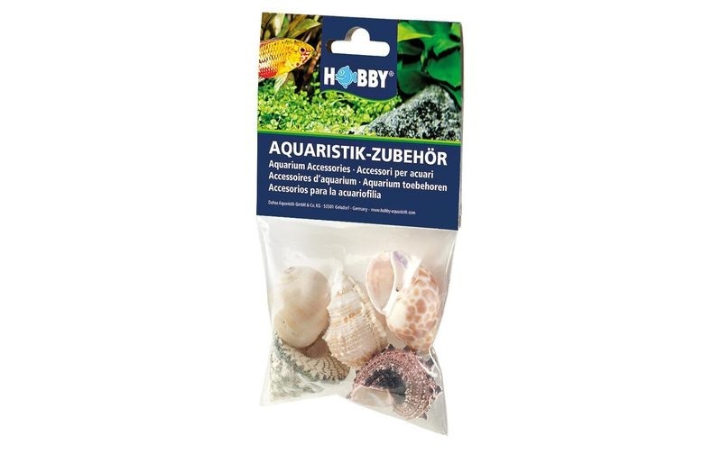 HOBBY Sea Shells Set L 5Stück