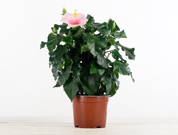 Hibiskus, 1 Topf