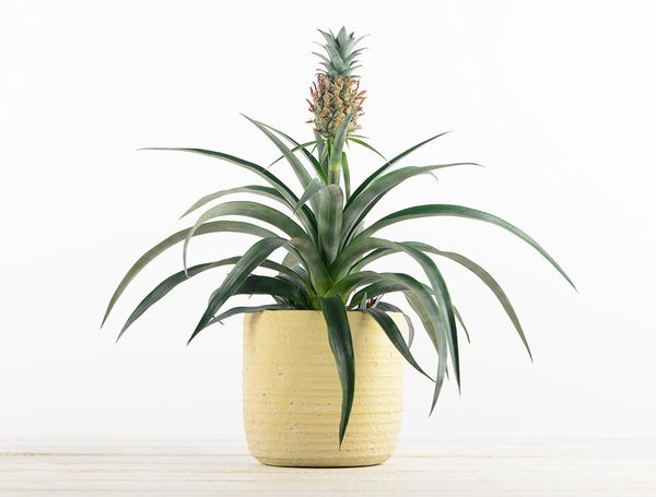 Zimmerpflanze Zierananas, Ø12cm