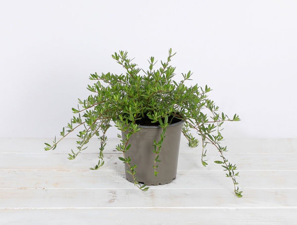 Bio Kräutertopf Bohnenkraut Culinarium, Ø 13cm