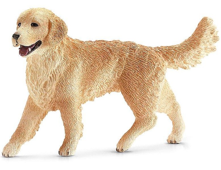Golden Retriever Hündin
