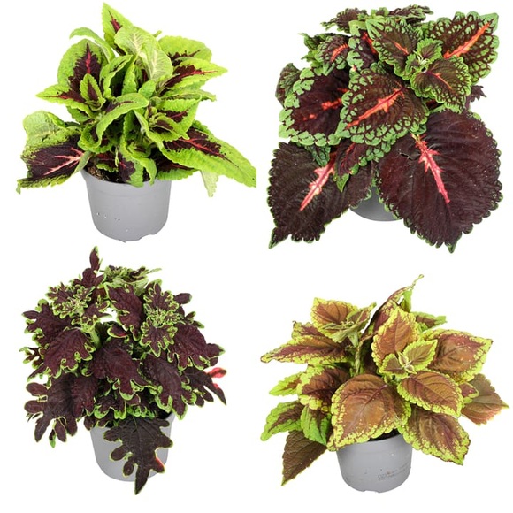 Plectranthus Mix (4er Set) Ø13 Grünpflanze