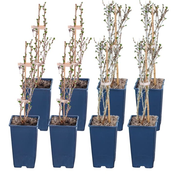 Stachelbeeren Mix Ribes (8er Set) Ø17cm Beerenobst