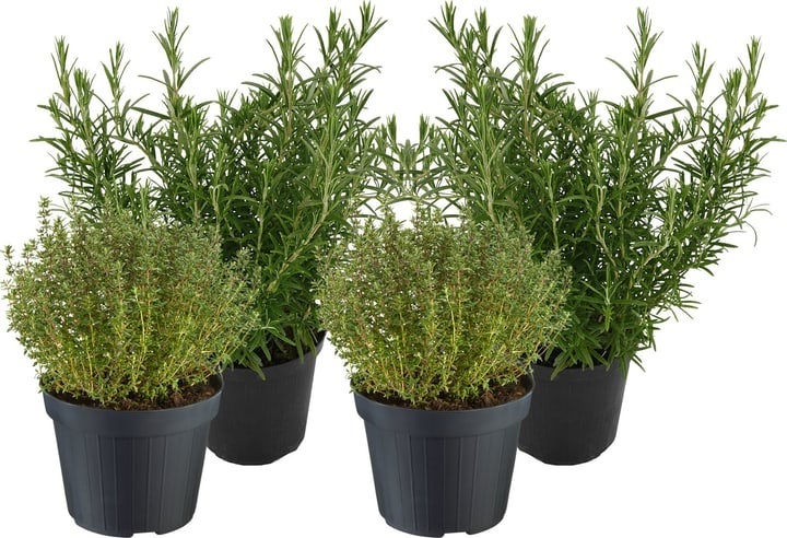 Rosmarin und Thymian Mix (4er Set) Ø18cm Kräuterpflanze