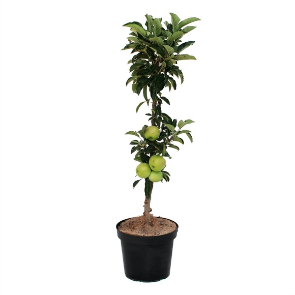 Säulenapfel Lambada 7l Obstbaum