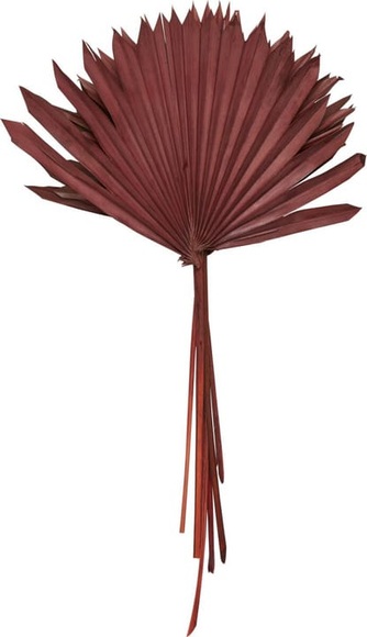 Trockenpflanze PALM