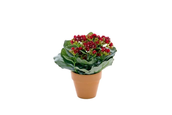 Kalanchoe in Topf Kunstblume