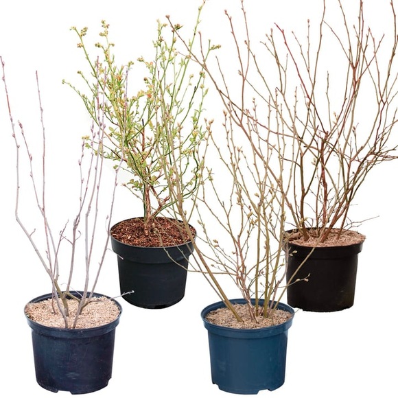 Heidelbeeren Mix Vaccinium (4er Set) 5l Beerenobst