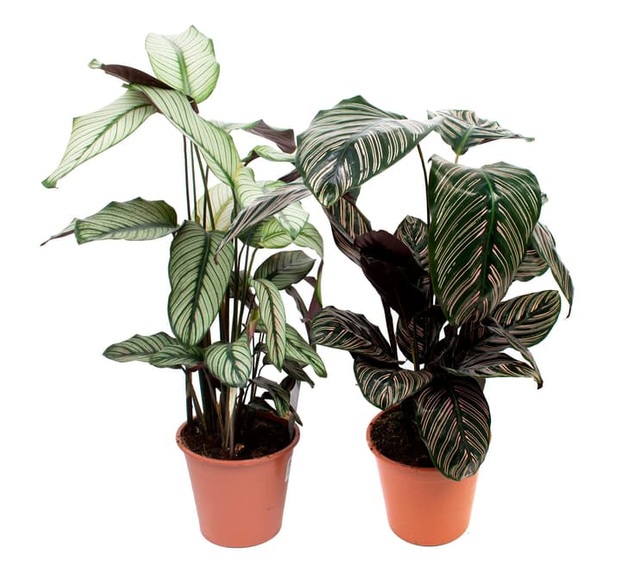 Korbmarante Calathea Mix (2er Set) Ø19cm Blattschmuckpflanze